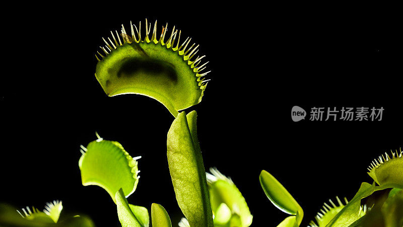 捕蝇草- Dionaea Muscipula